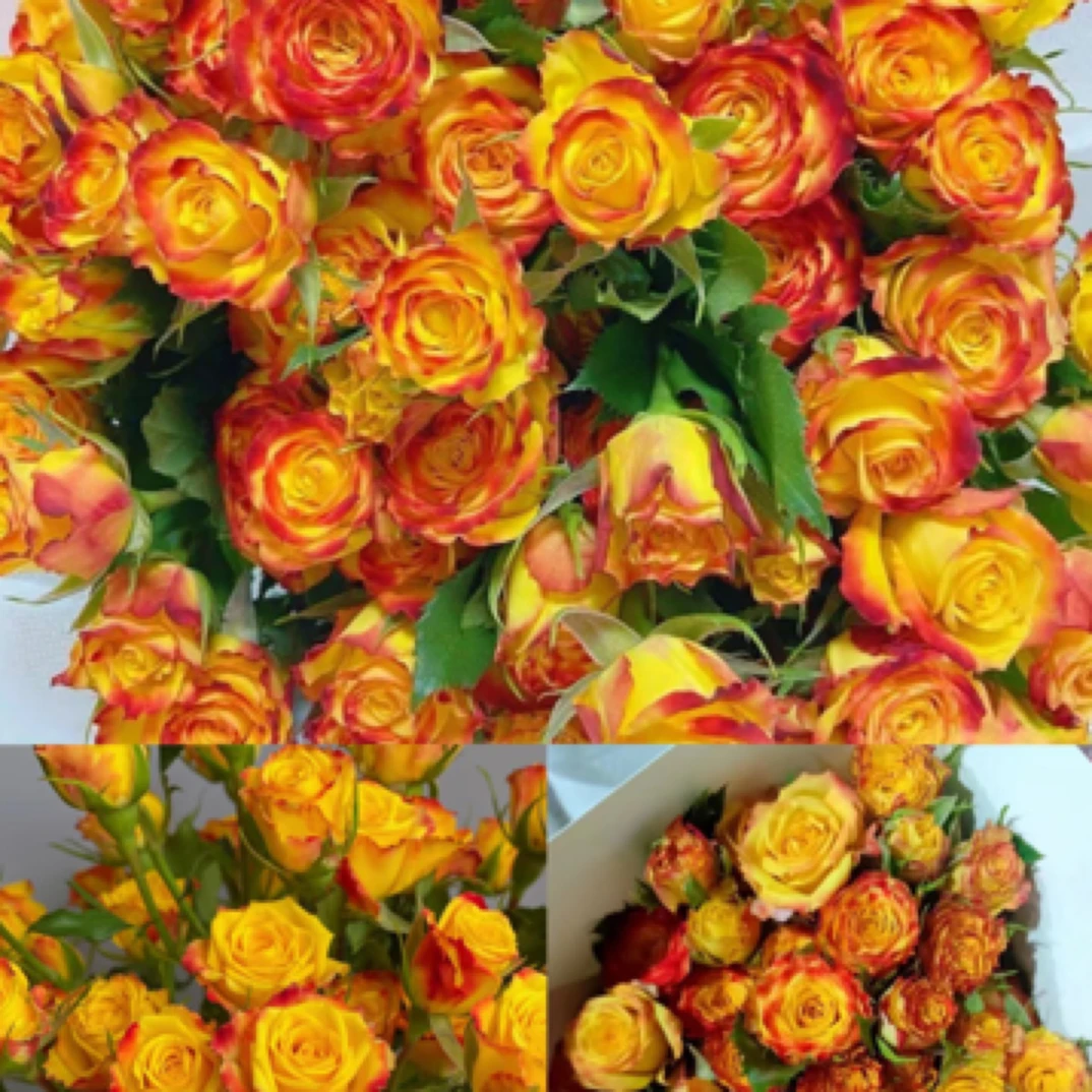 眼线玫瑰多头泡泡8➕2支包邮