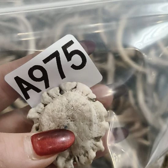 河***豚鹿角鹿角鹿角鹿角鹿角