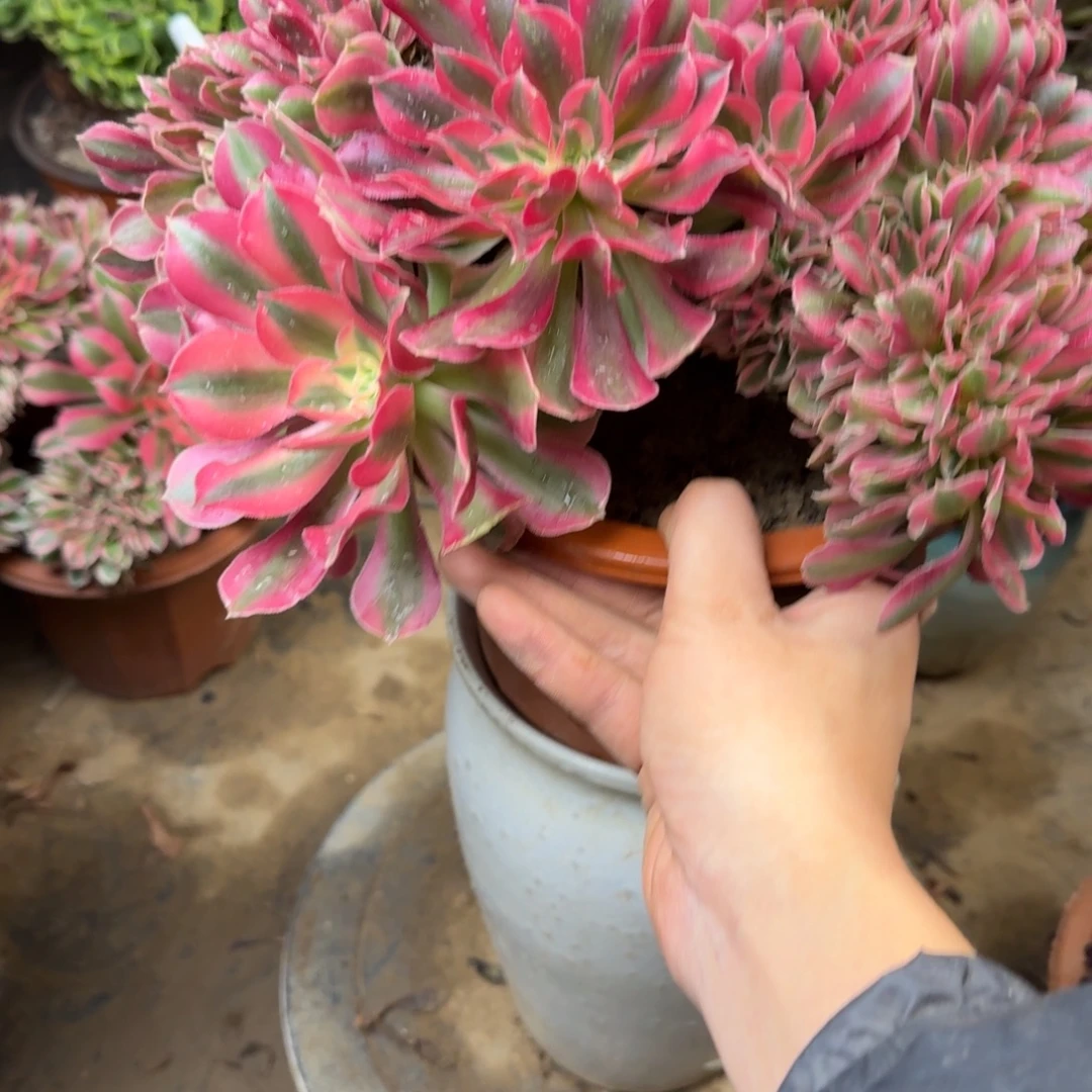 058女郎缀化法师多肉