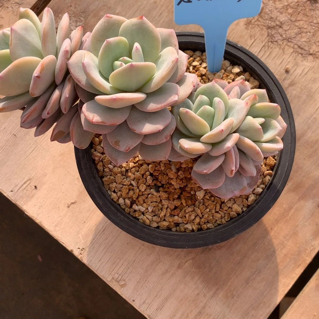 野****350119-03奶茶