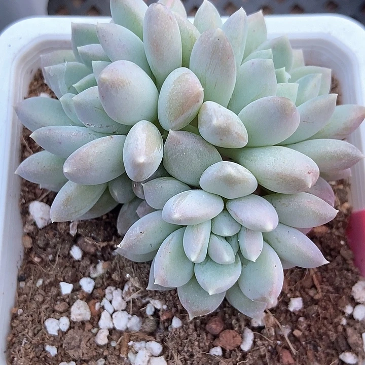 多肉植物奶糖18多肉植物