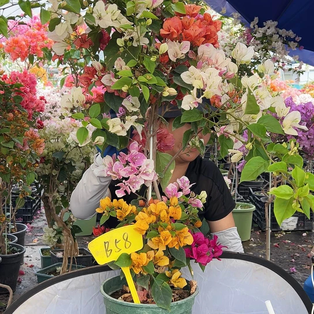 大部分花苞少量开放B58多色