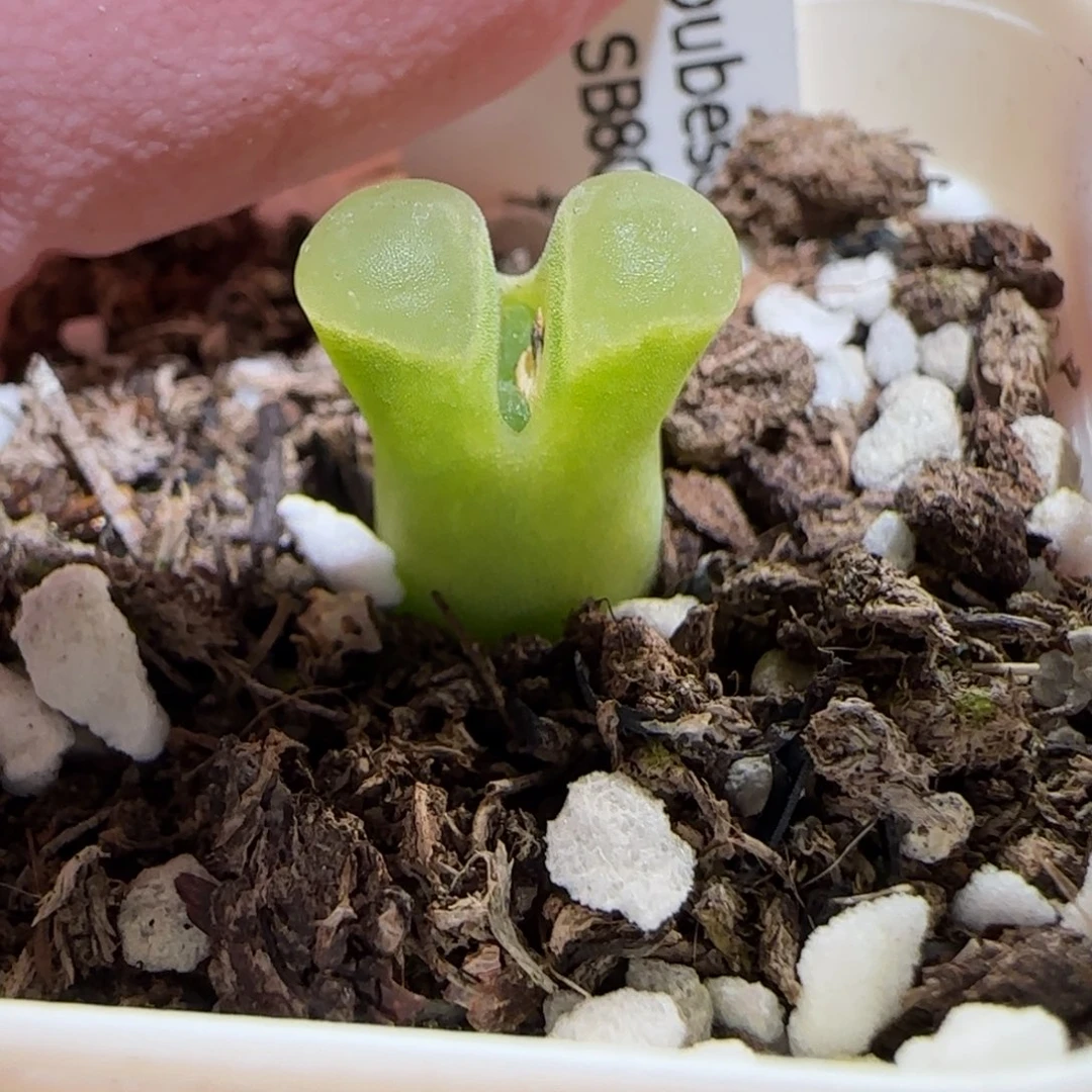 肉锥多肉植物百科-极窗731