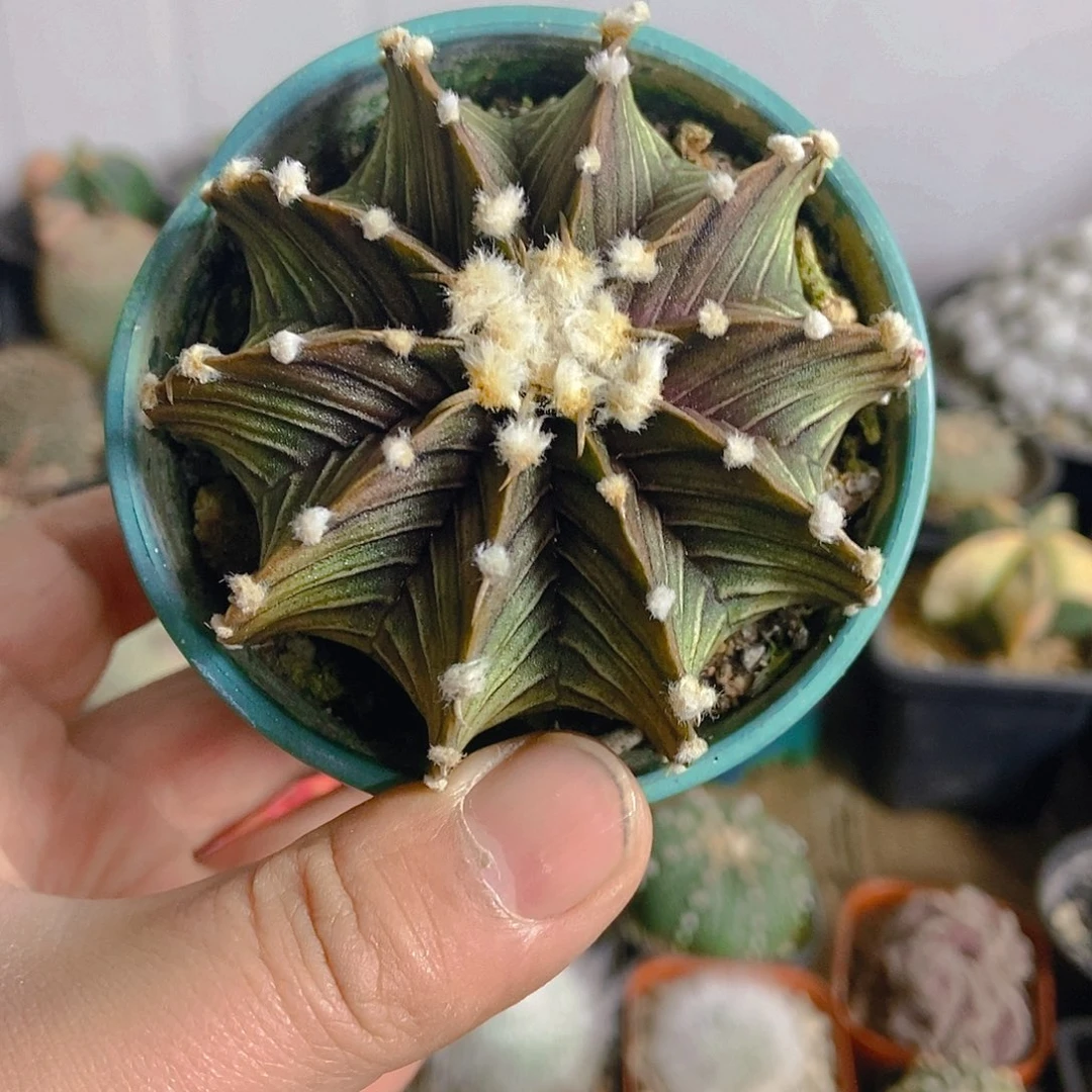 肋骨牡丹一物一拍