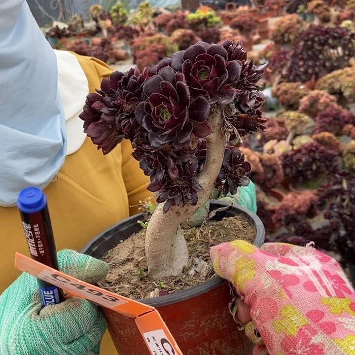 鹰***9494黑豆缀化老桩