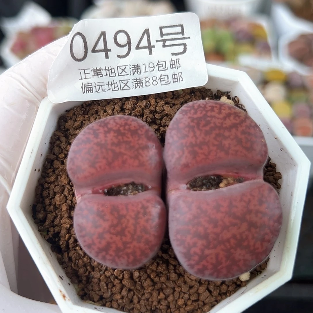 好养易活生石花大母本0494