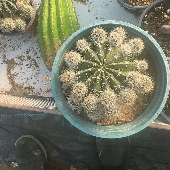 ****%实生彩草一个脱土发货