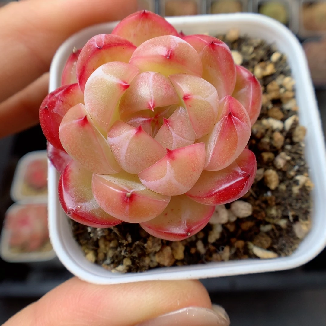 多肉植物。 珍妮12