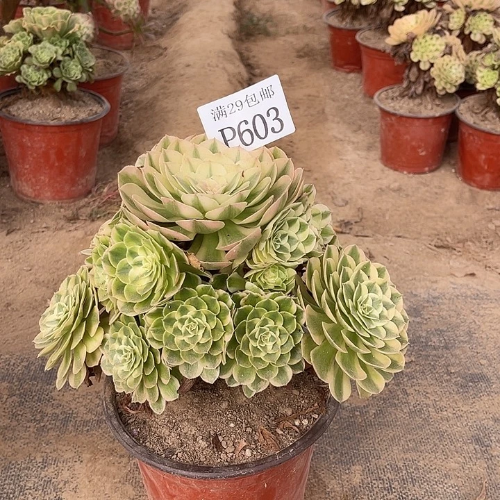李****603孔雀翎多肉植物