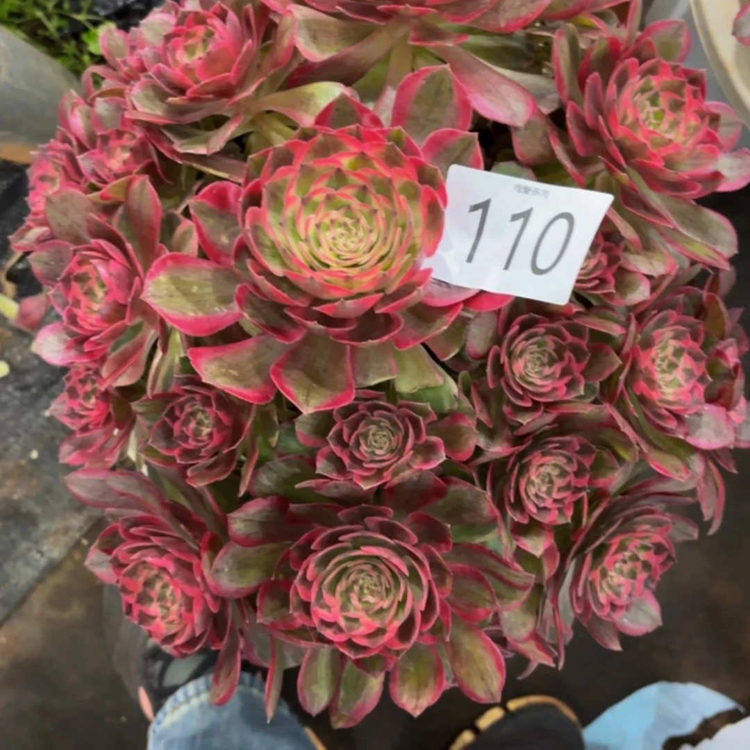 哈哈多肉葡萄福利来110