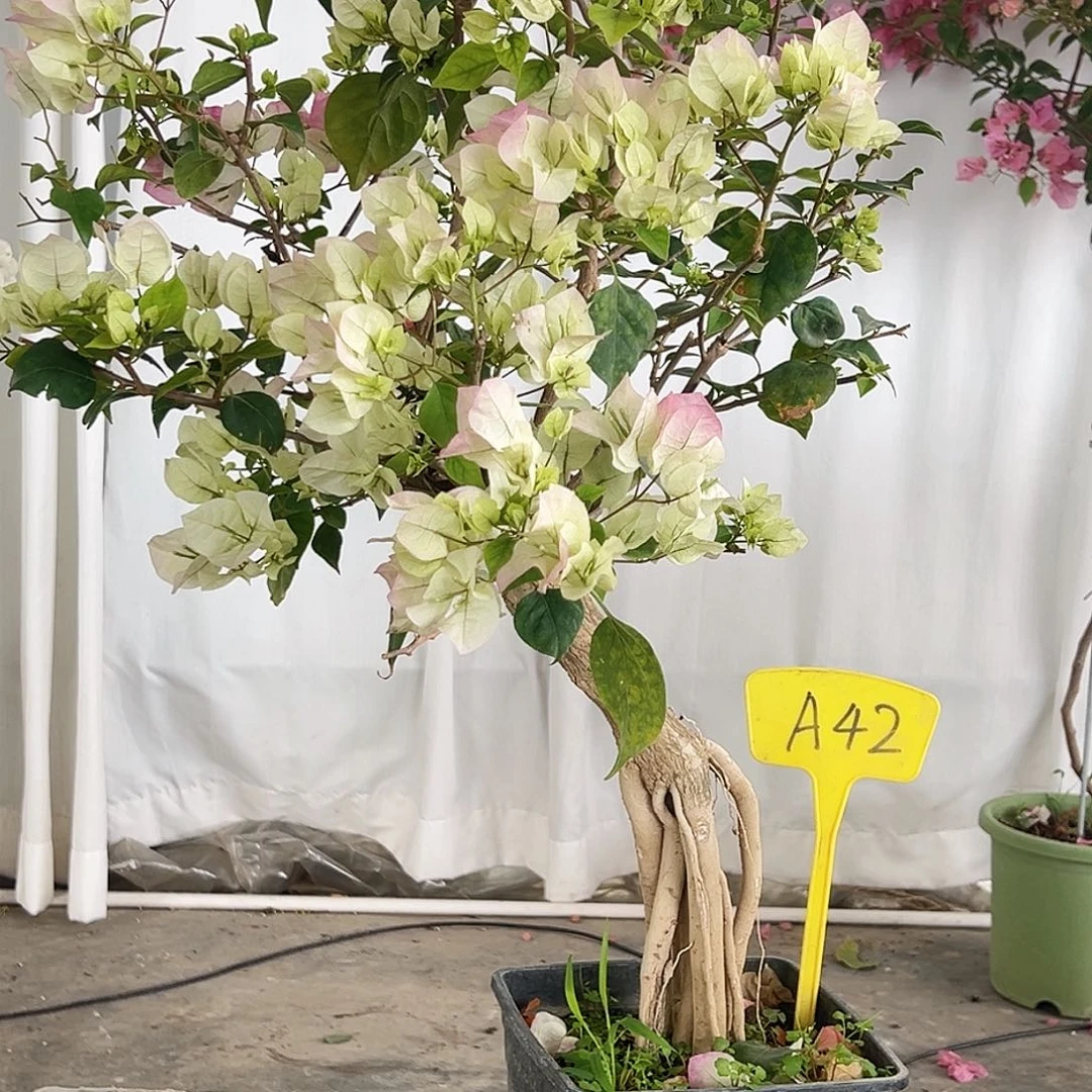 帝***师大部分花苞少量开放A42绿樱