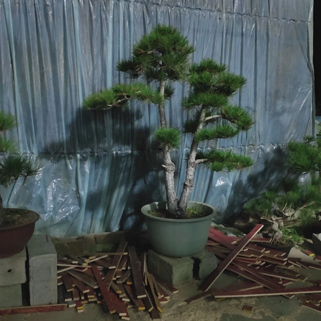 无花朵黑松老桩盆景无花果