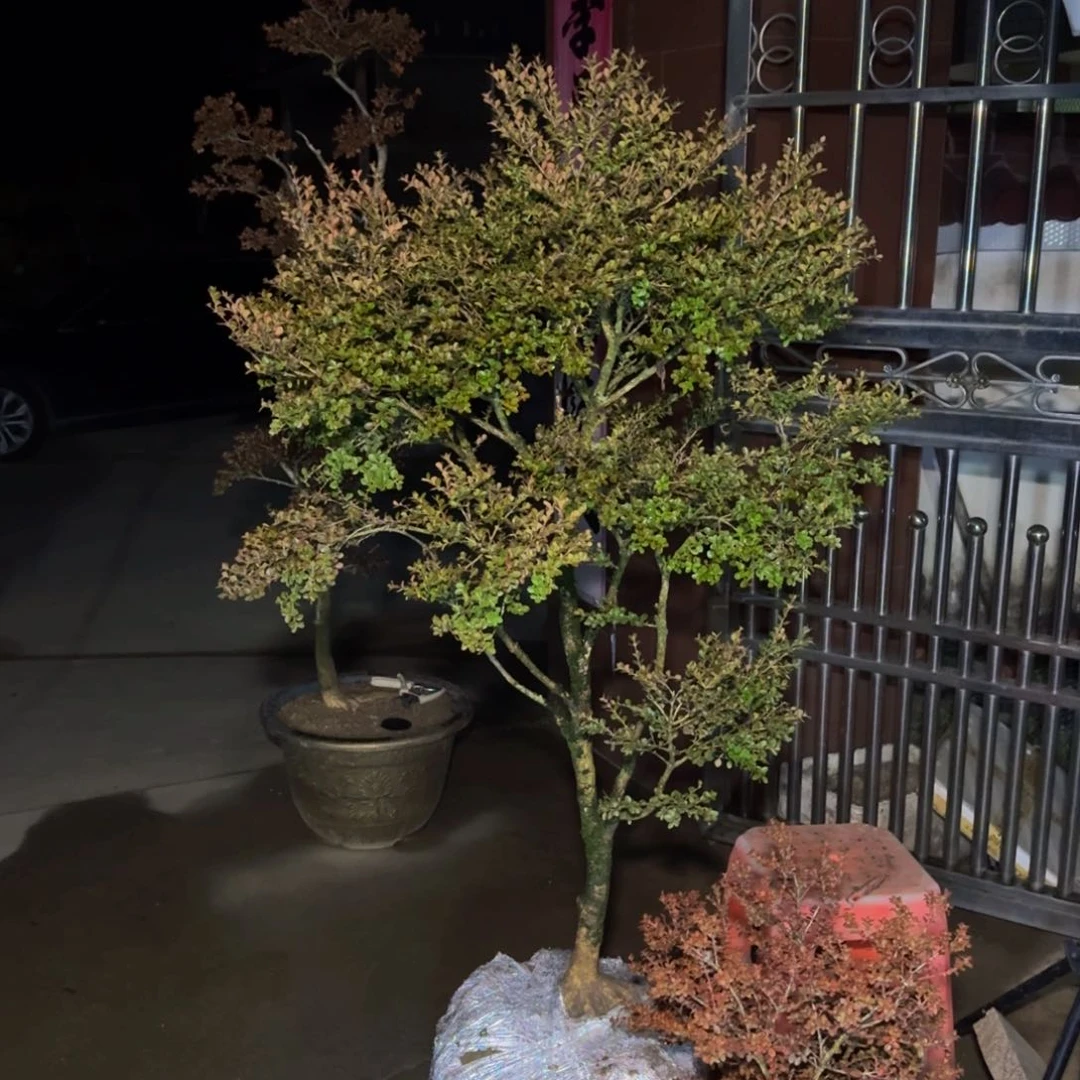 完全开放心*安徽珍珠黄杨