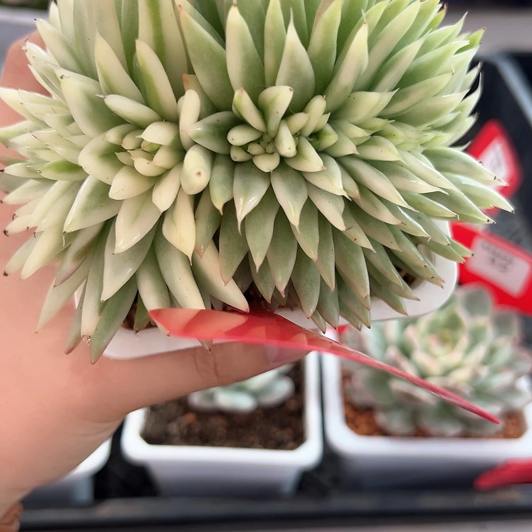 37号乌木锦缀多肉植物