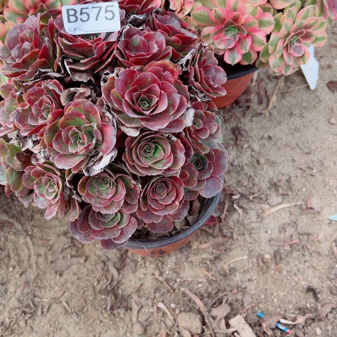 575玫金玫瑰多肉植物