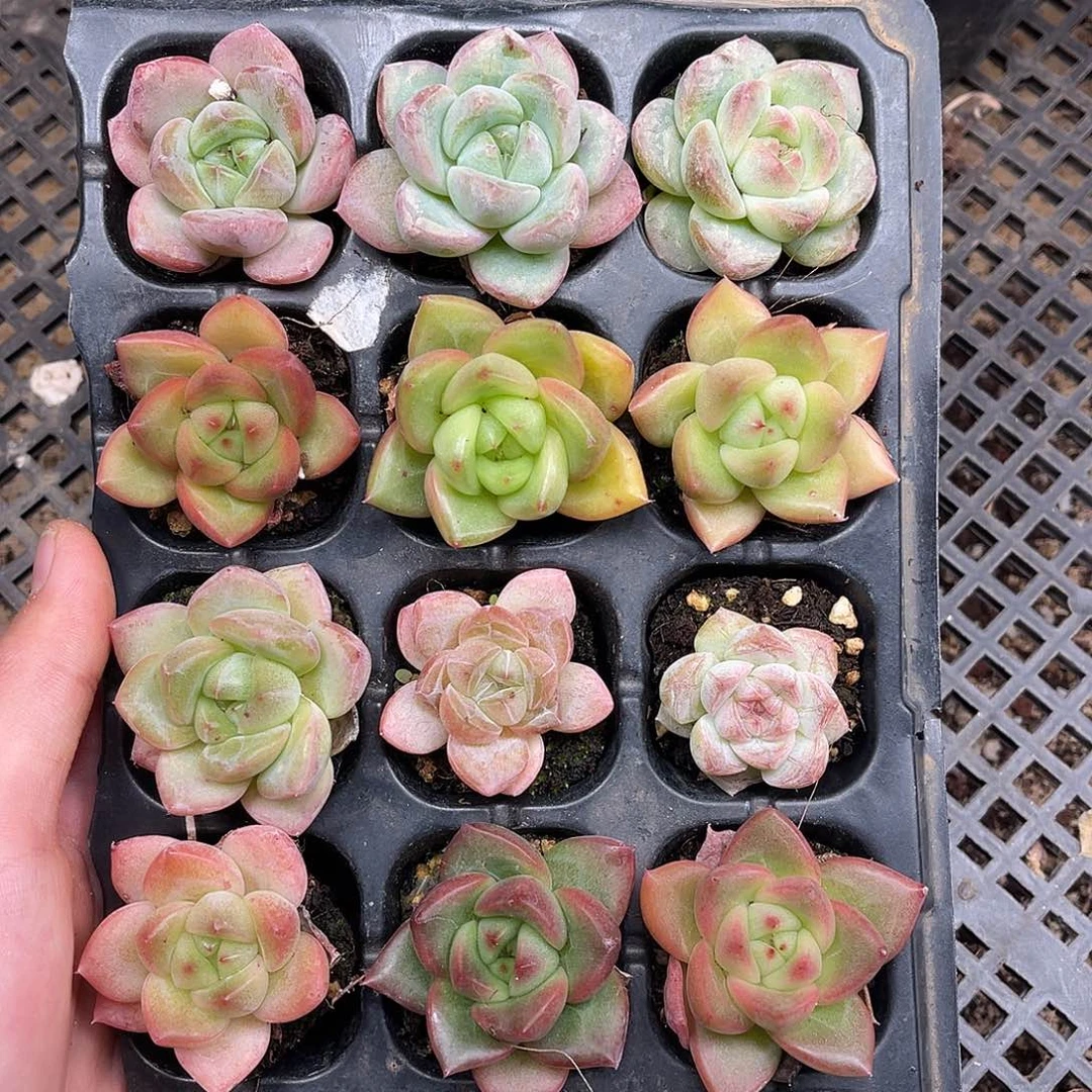 多肉一物一拍9-171