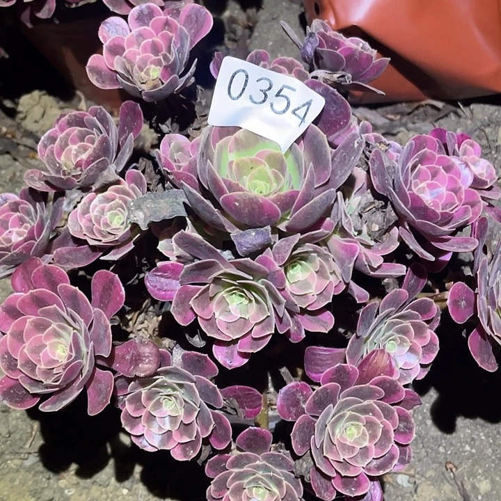 多肉植物法师354凤冠