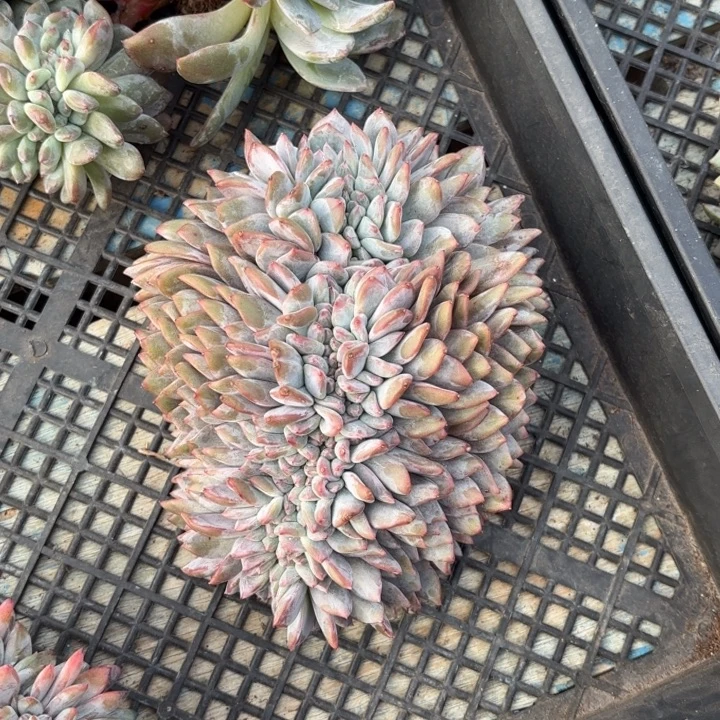 小***诺三醋酯纤维和菡萏发荷花v此次v哥哥