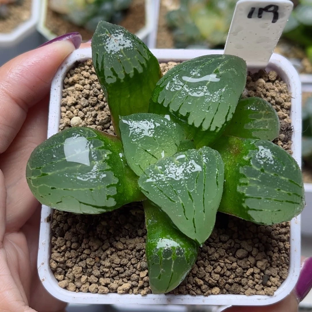 119新糯阿哈哈哈哈哈哈