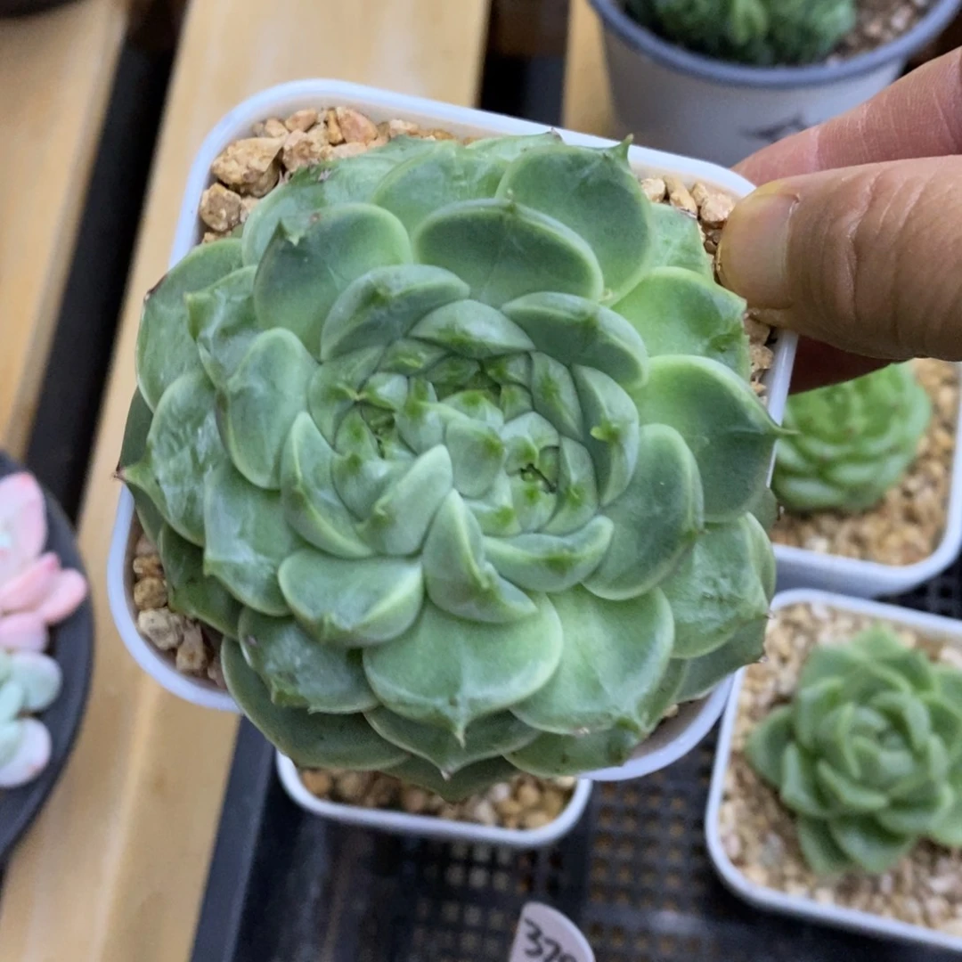 精品多肉一物一拍不包整414