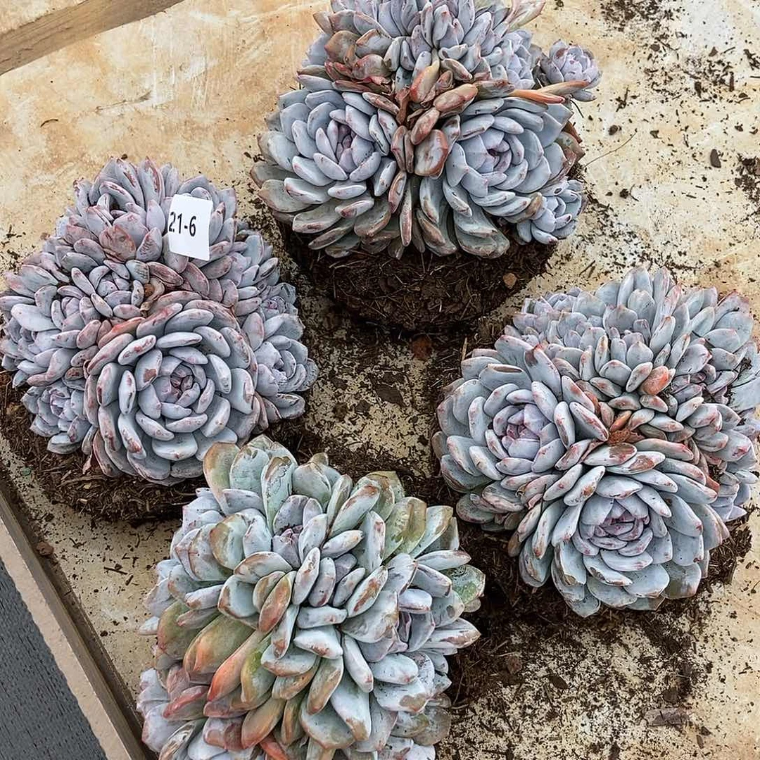 21-6紫皮石榴籽朵朵随机