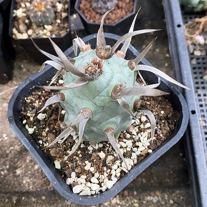 康**鼻定孤品巨型武藏野6cm