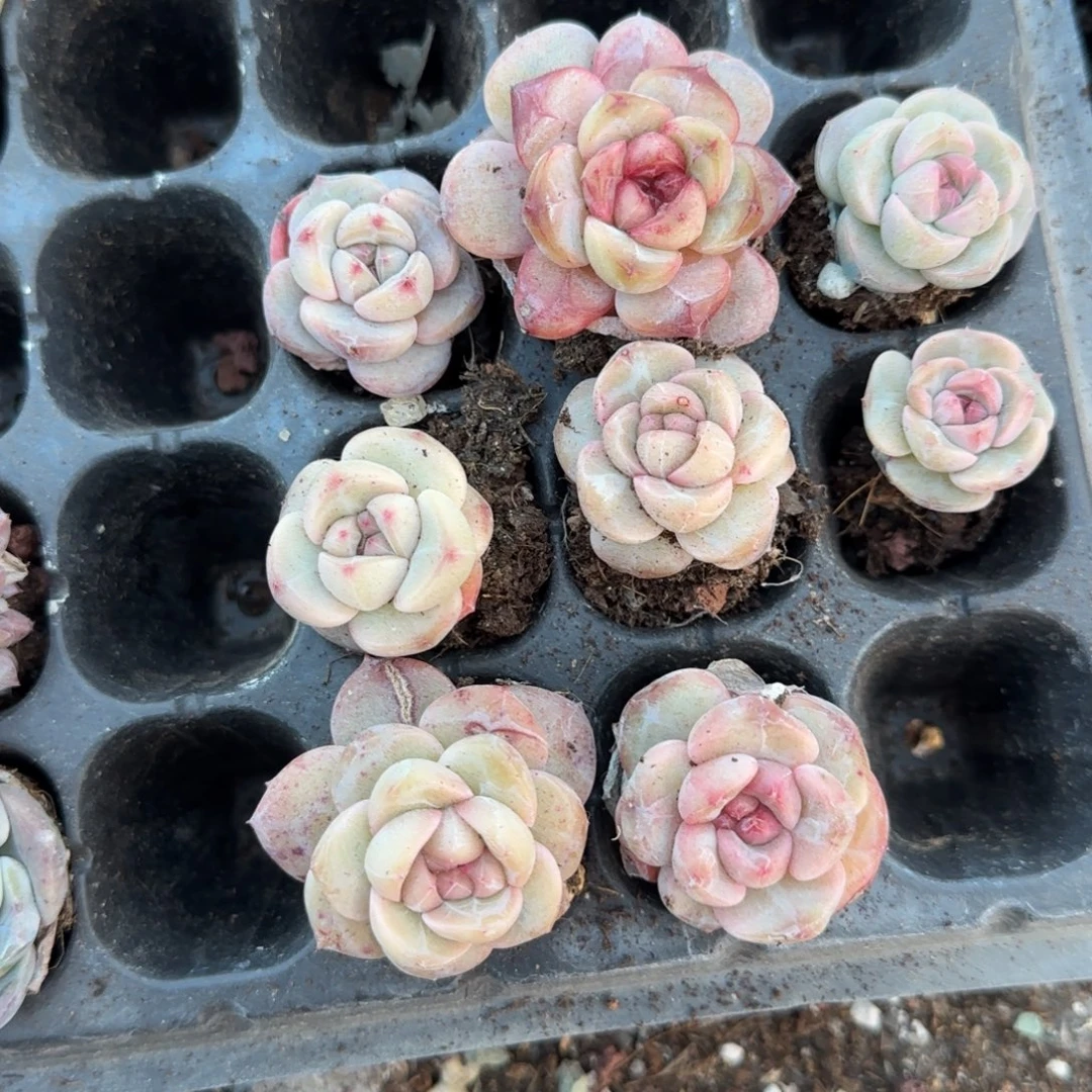 多肉小卡拉米糖心一物一拍