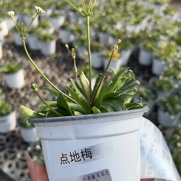 红陶叫****）抖音直播闪拍300
