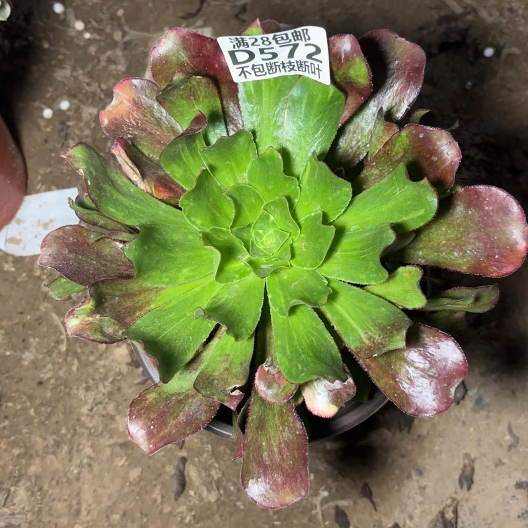 M. 572魅影七彩多肉1，cad