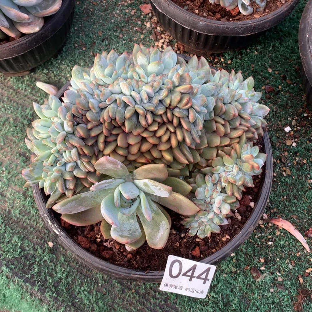 044橙子缀化多肉植物