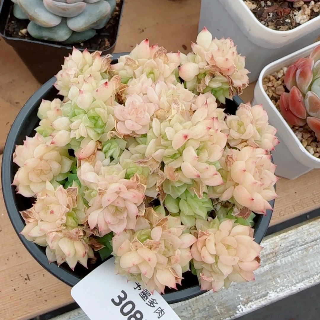 麦秆群，3081带盆发不包整