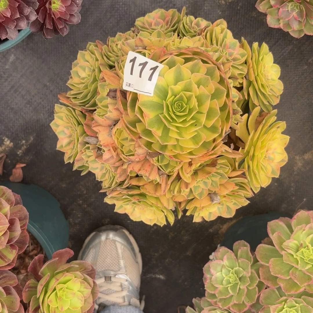 111雨河多肉植物多肉汁哥哥雨