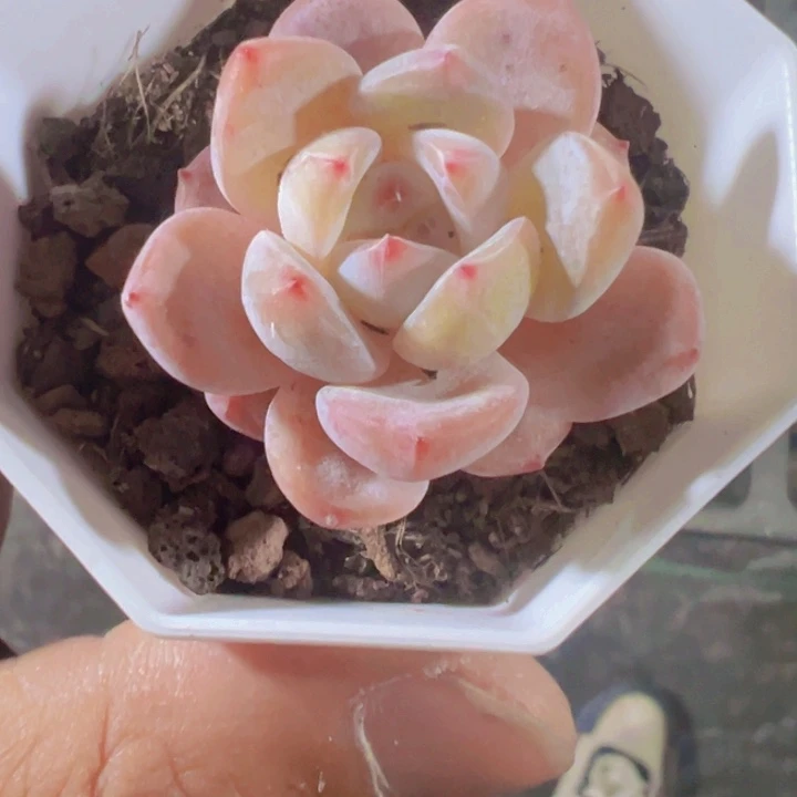 冰魄精品多肉植物