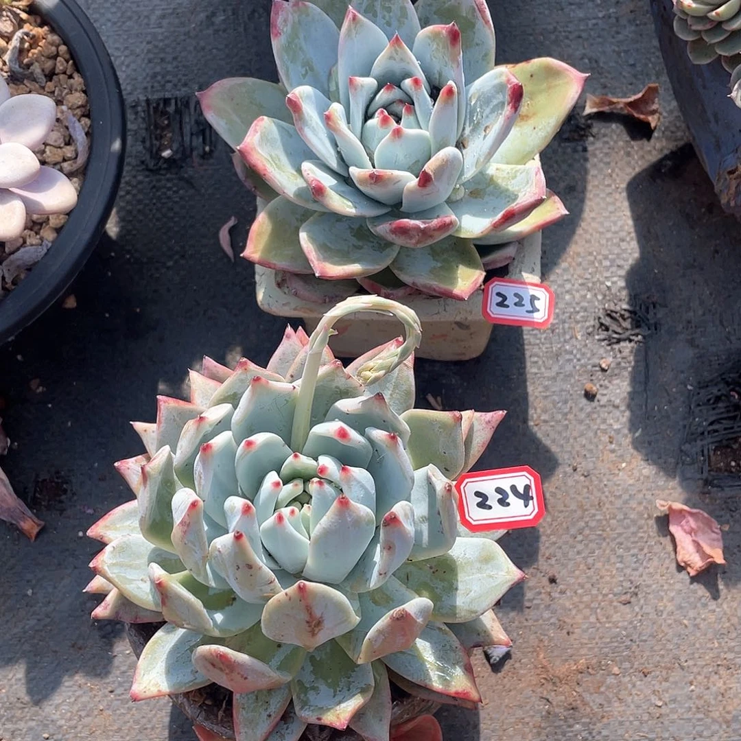 224-225两颗 一物一拍多肉