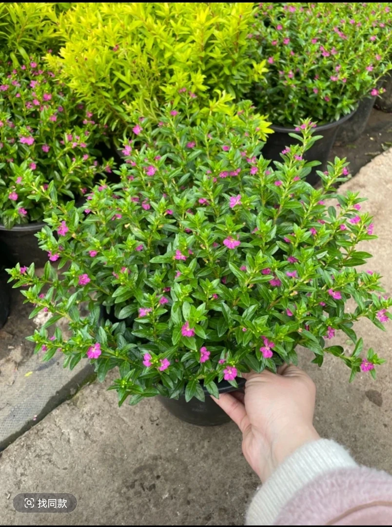 满天星盆栽带花苞四季开花耐热耐寒适合阳台庭院种植