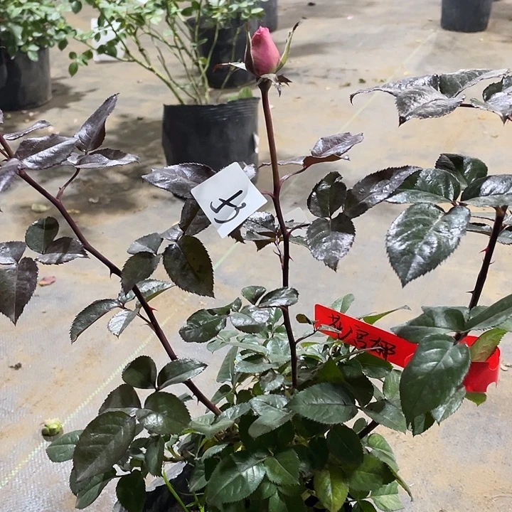 少量花朵（建议范围：2朵-5朵 或40%以下）53法版花宫娜