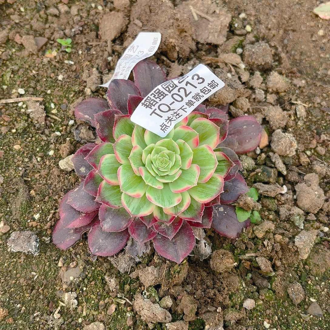 不知道多肉植物213