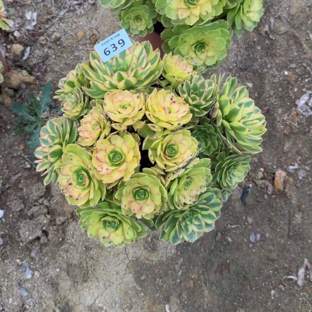 639雨荷。多肉植物