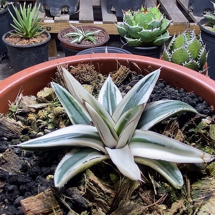 星***沙冰山特殊锦。