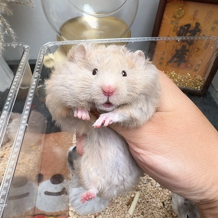 鸽灰肉桂色玳瑁妹妹