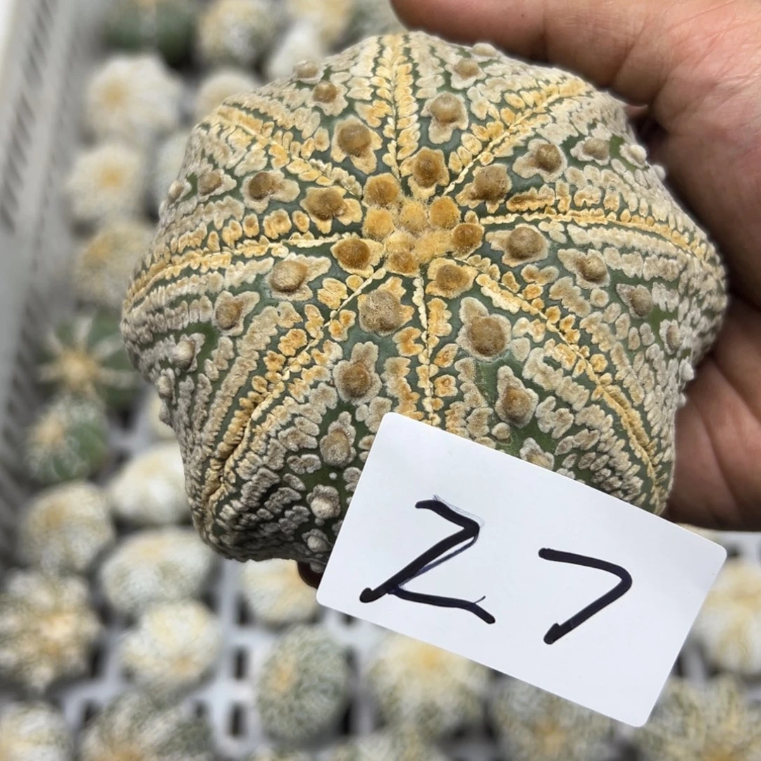 欧***阳27 多肉植物仙人球