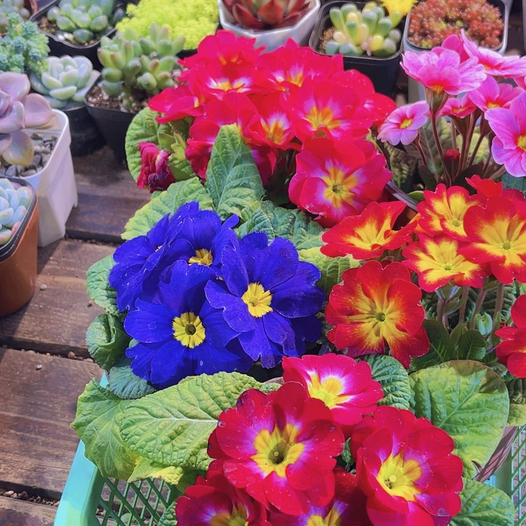 报春三盆11111111111