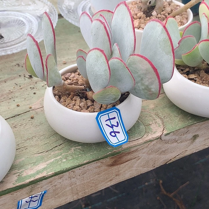 克***钻一物一拍白眉多肉136