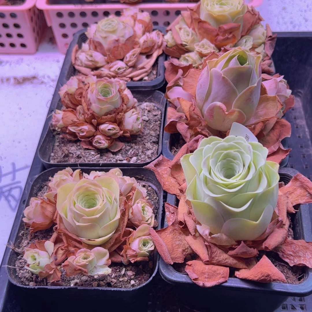 855 裸根不带土发货不包损