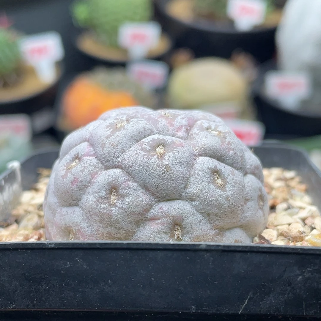 无刺巨型习志野仙人球