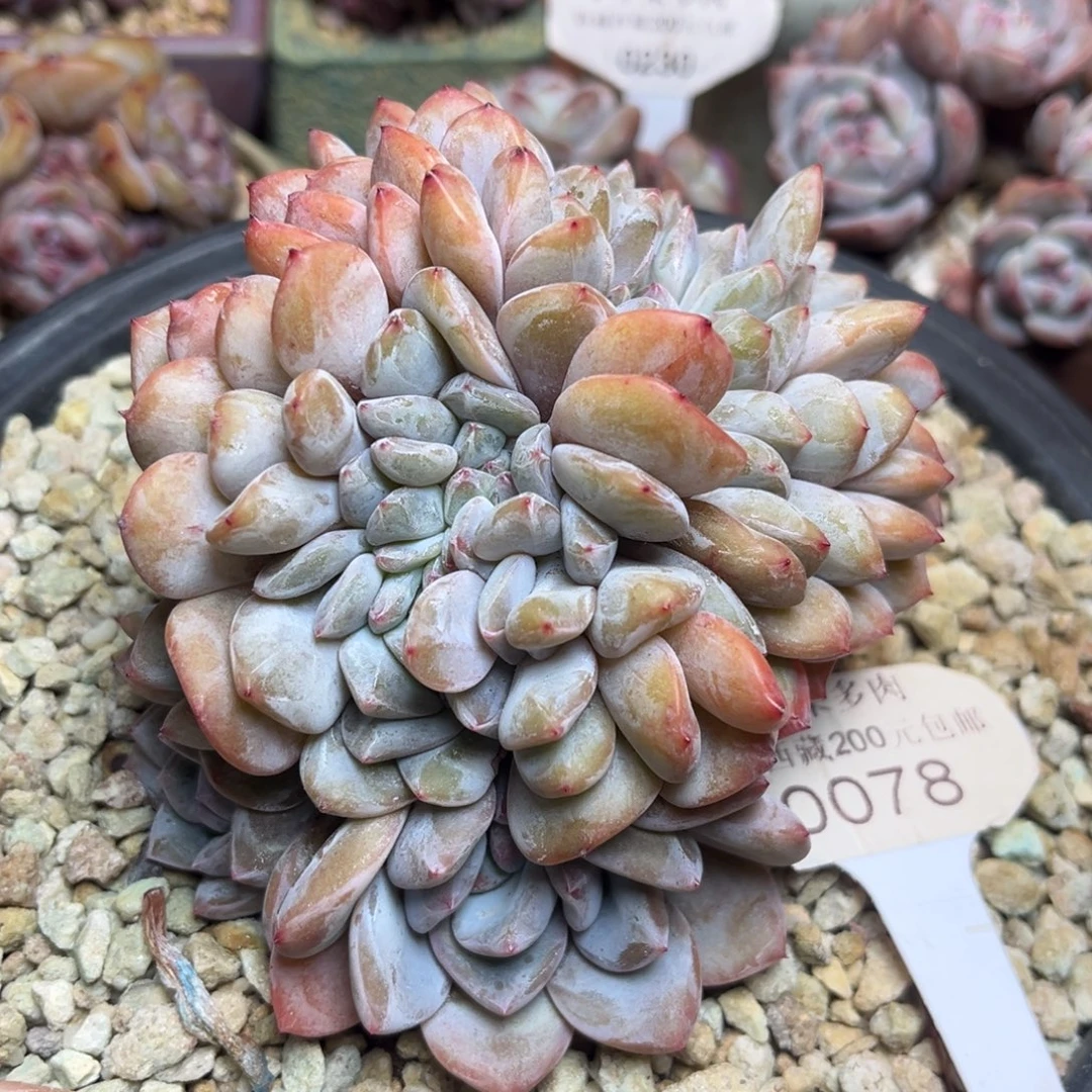 缀化078/10cm多肉