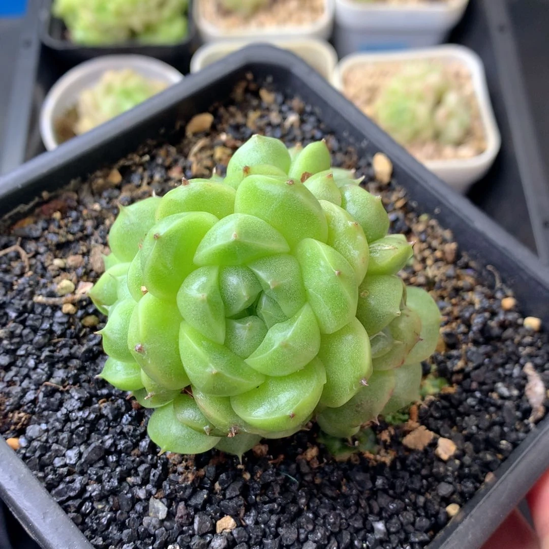 58包邮  群生不包整 25