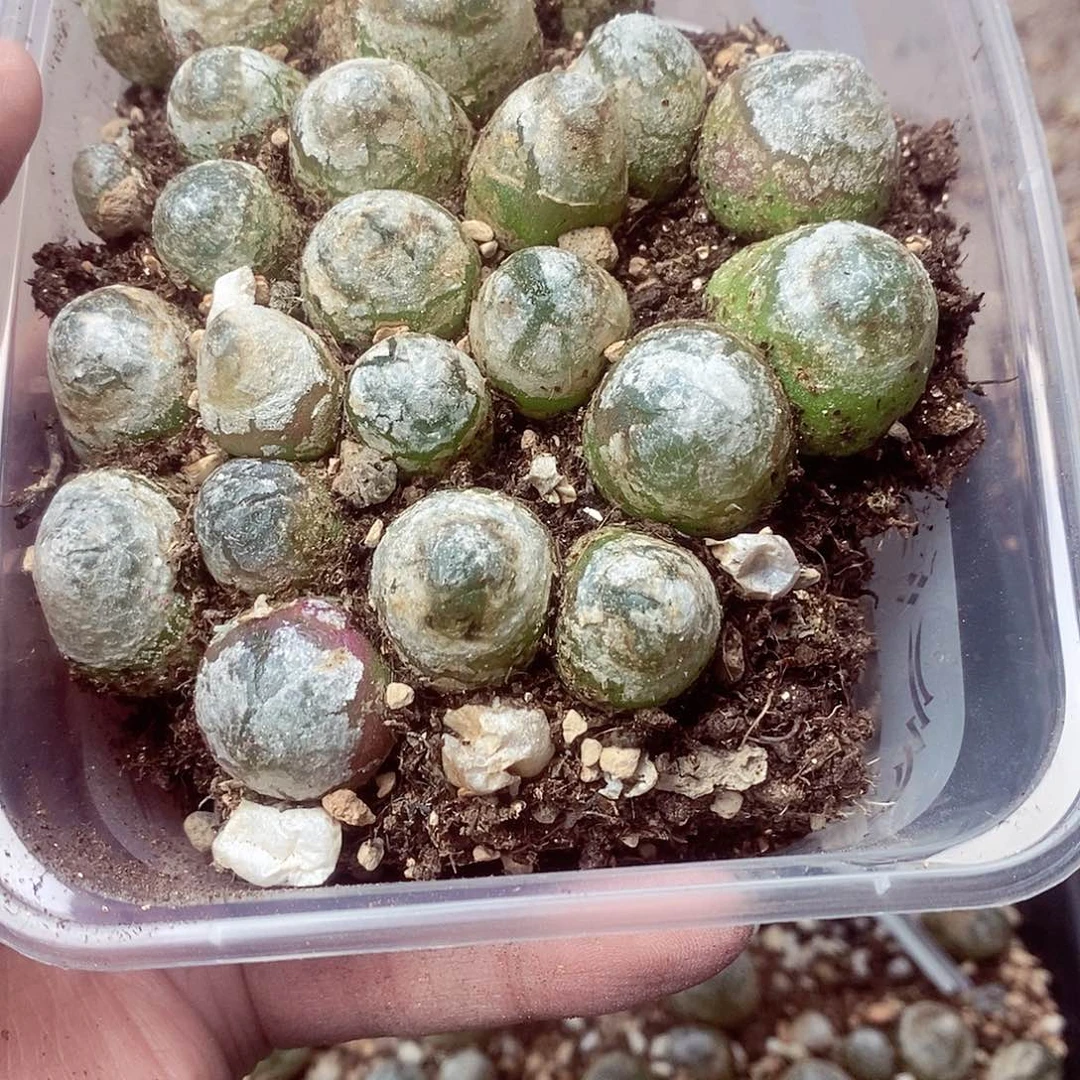 繁***坞64呃呃呃呃呃呃呃呃呃呃呃