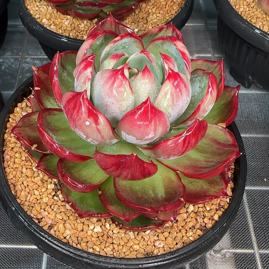 从前慢花园精选惊鸿仙子