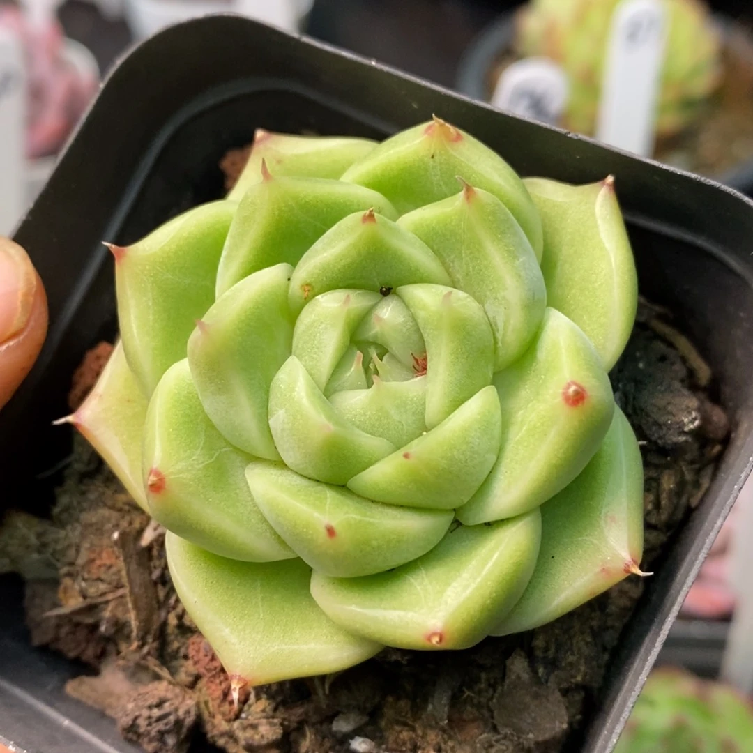 精品多肉一物一拍不包整131